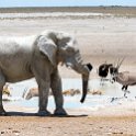 NAM OSHI Etosha 2016NOV27 115 : 2016, 2016 - African Adventures, Africa, Date, Etosha National Park, Month, Namibia, November, Oshikoto, Places, Southern, Trips, Year